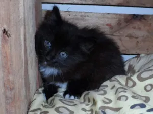 Gato raça SRD idade Abaixo de 2 meses nome Sem nomes