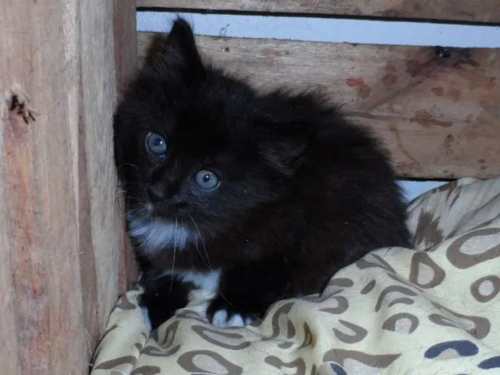 Gato ra a SRD idade Abaixo de 2 meses nome Sem nomes