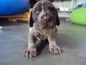 Cachorro raça Braco idade Abaixo de 2 meses nome Teddy