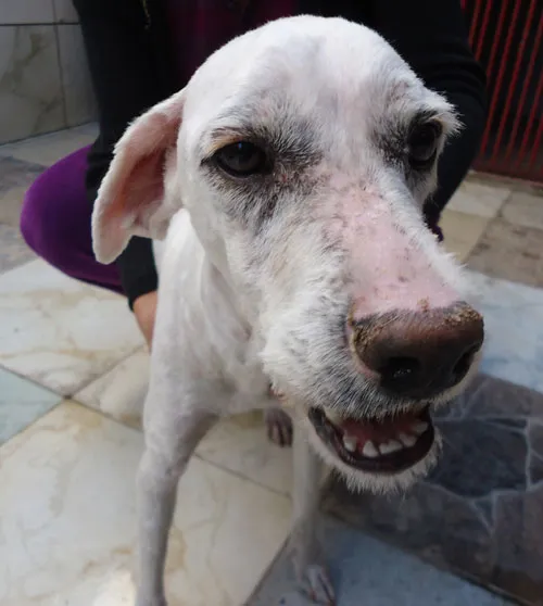 Cachorro ra a SRD idade 3 anos nome Peludinha