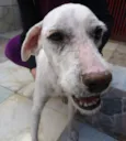 Peludinha