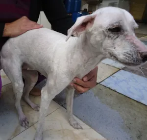 Cachorro raça SRD idade 3 anos nome Peludinha