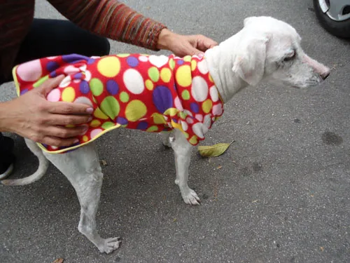 Cachorro ra a SRD idade 3 anos nome Peludinha