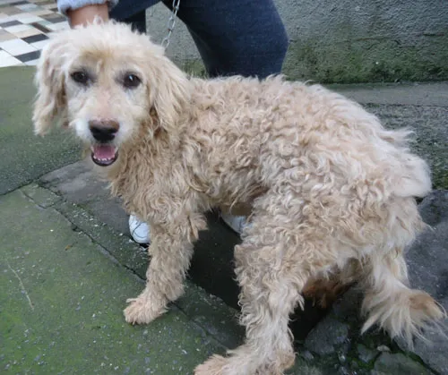 Cachorro ra a SRD idade 3 anos nome Peludinha