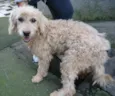 Peludinha