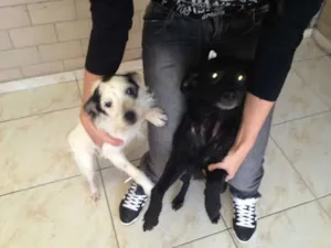 Cachorro raça SRD idade 2 anos nome sem nome