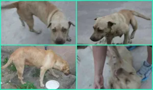 Cachorro raça Mestiça idade  nome Luna