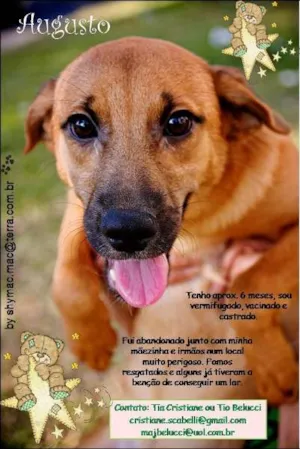 Cachorro raça SRD idade 2 a 6 meses nome Augusto