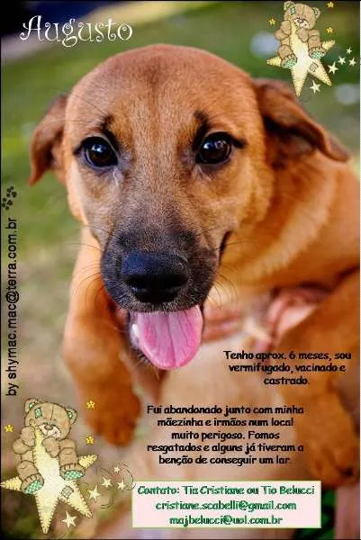 Cachorro ra a SRD idade 2 a 6 meses nome Augusto