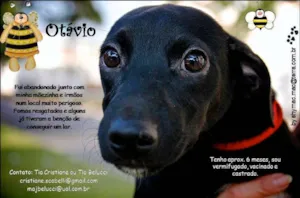 Cachorro raça SRD idade 2 a 6 meses nome Otávio