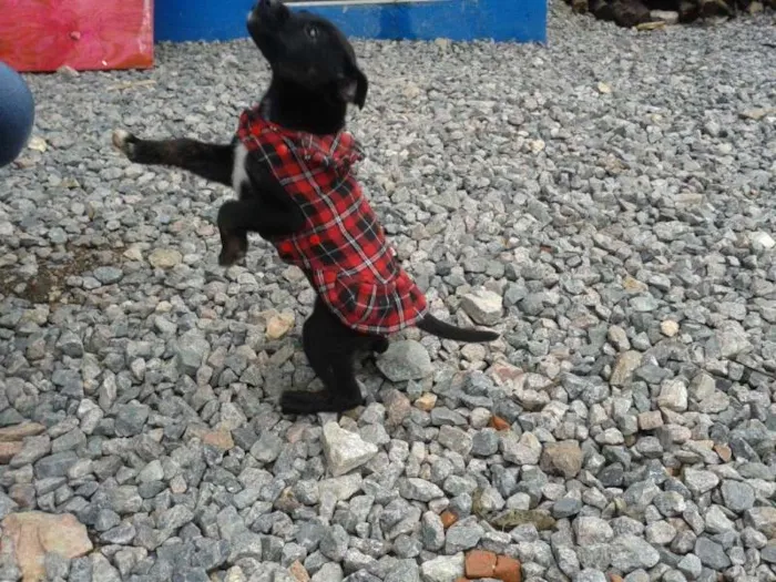Cachorro ra a  idade 2 a 6 meses nome Perola
