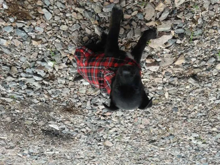 Cachorro ra a  idade 2 a 6 meses nome Perola