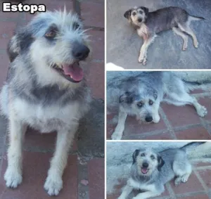 Cachorro raça SRD idade 3 anos nome Estopa
