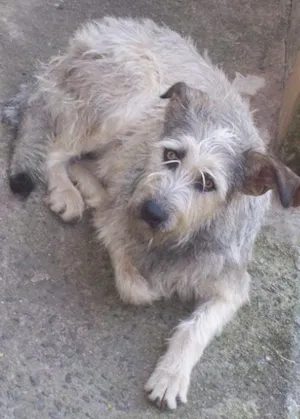 Cachorro raça mestiça idade 3 anos nome Fifa