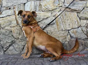 Cachorro raça SRD idade 2 anos nome Fifi