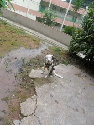 Cachorro raça SRD idade 1 ano nome Timbó