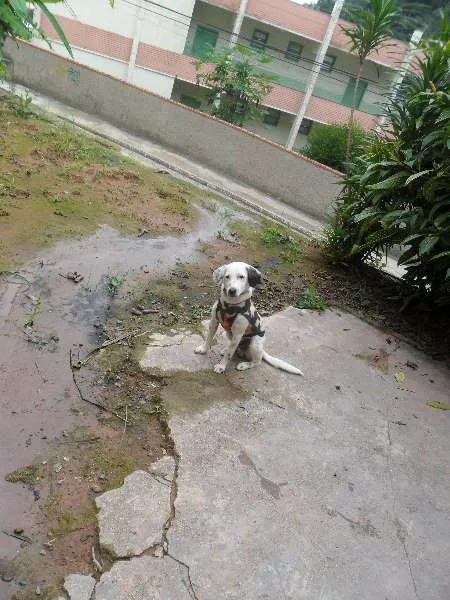 Cachorro ra a SRD idade 1 ano nome Timbó