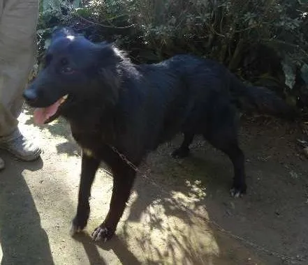 Cachorro ra a Pastor Belga idade  nome Bela