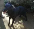 Bela