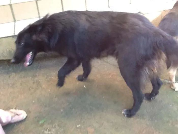 Cachorro ra a Pastor Belga idade  nome Bela