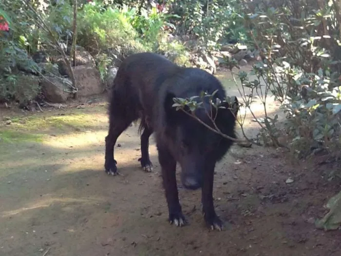Cachorro ra a Pastor Belga idade  nome Bela