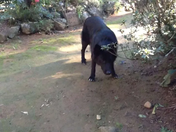 Cachorro ra a Pastor Belga idade  nome Bela