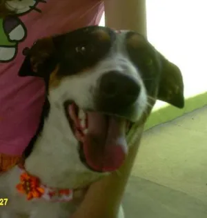 Cachorro raça SRD idade 2 anos nome Laiza