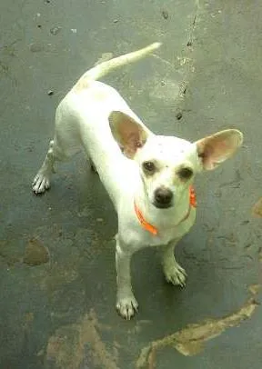 Cachorro raça SRD idade 4 anos nome Nina