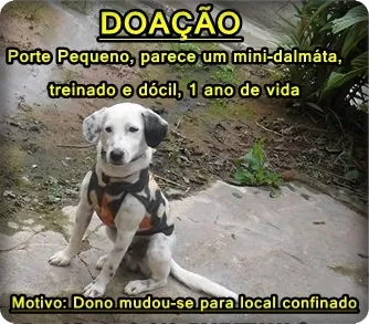 Cachorro ra a Mini-Dalmata ND idade 1 ano nome TIMBÓ