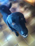 Karu