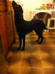 Karu