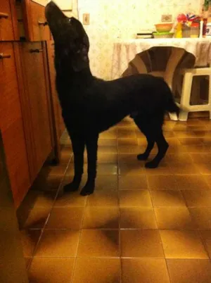 Cachorro raça Mestiço de Labrador idade 1 ano nome Karu