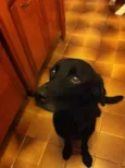 Karu