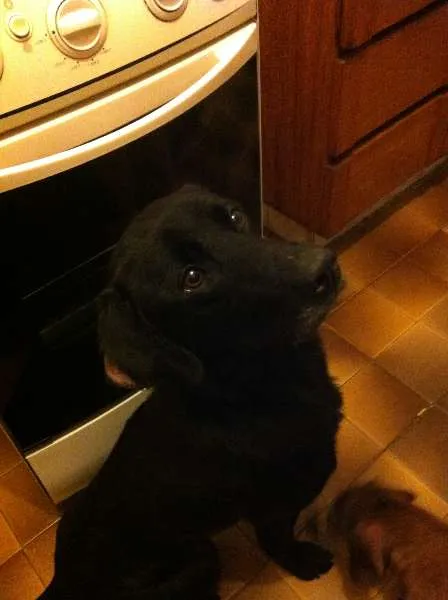 Cachorro ra a Mestiço de Labrador idade 1 ano nome Karu
