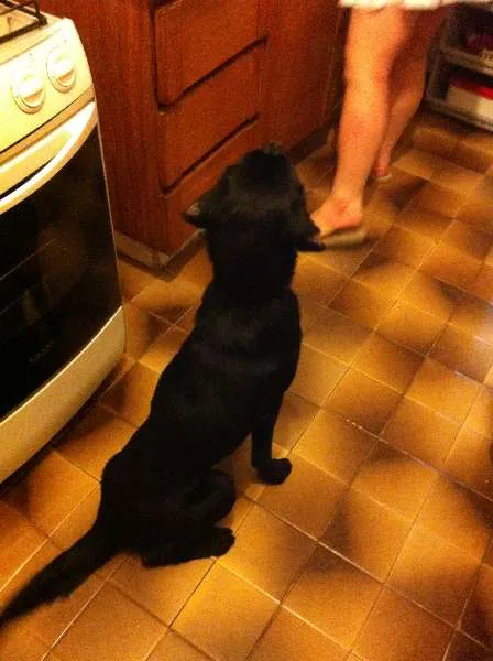 Cachorro ra a Mestiço de Labrador idade 1 ano nome Karu