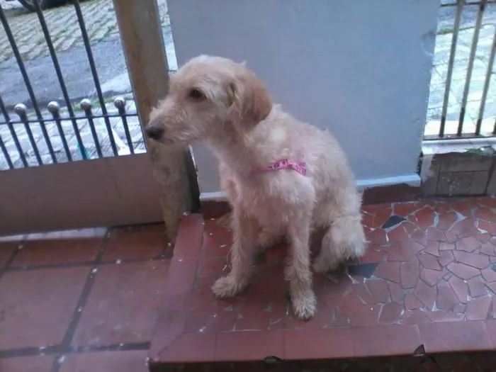 Cachorro ra a Vira lata idade 1 ano nome Pedrita