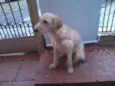 Pedrita