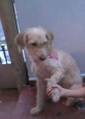 Cachorro raça Vira lata idade 1 ano nome Pedrita