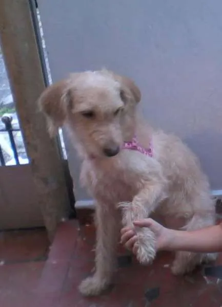 Cachorro ra a Vira lata idade 1 ano nome Pedrita