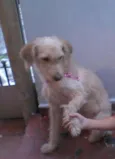Pedrita