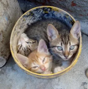 Gato raça  idade Abaixo de 2 meses nome bebê