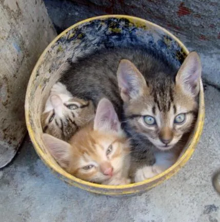 Gato ra a idade Abaixo de 2 meses nome bebê