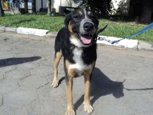 Cachorro raça mix bernesse idade 4 anos nome Toulouse