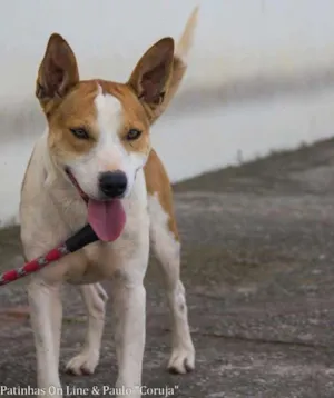 Cachorro raça SRD idade 3 anos nome Scooter