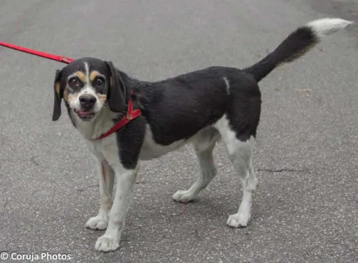 Cachorro ra a mix beagle idade 6 ou mais anos nome Tancredo