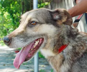 Cachorro raça SRD idade 5 anos nome Brunella