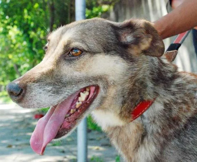 Cachorro ra a SRD idade 5 anos nome Brunella