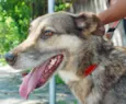 Brunella