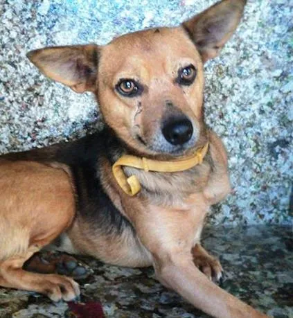 Cachorro ra a SRD idade 6 ou mais anos nome Amélia