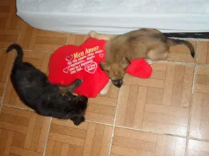 Cachorro raça vira lata idade 2 a 6 meses nome paola e paulina